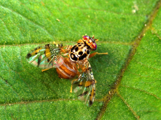 Formulati per cattura massale (mass trapping)