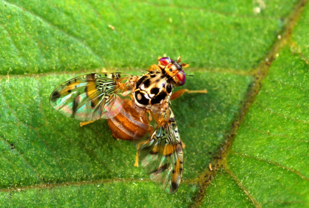 Formulati per cattura massale (mass trapping)