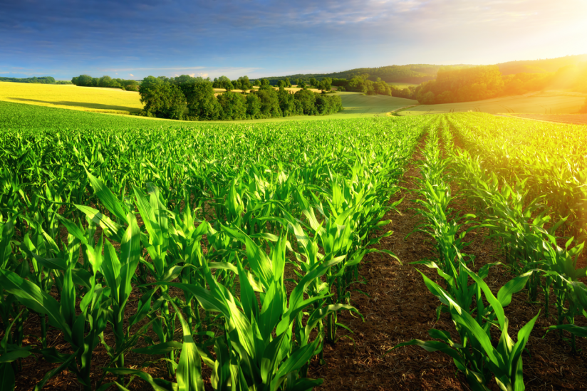 agricoltura biologica - dimensioni grandi