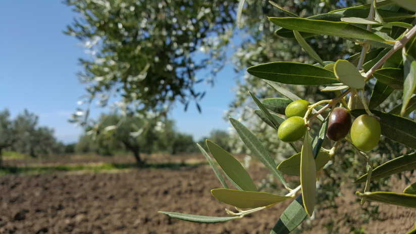 Olive,Branch,With,Ripe,Olives,And,Farmland,In,The,Background