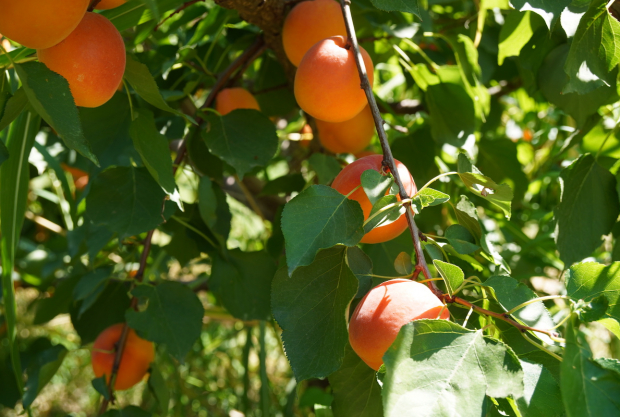 albicocche-albicocca-varieta-milord-frutti-frutto-frutticoltura-azienda-lasabbiona-fonte-agronotizie