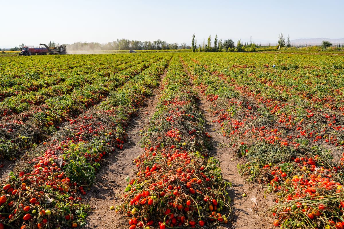 20 Semi Di Pomodoro Regina Della Notte, Varietà Colorata E Gustosa, Coltivazione Biologica 2024