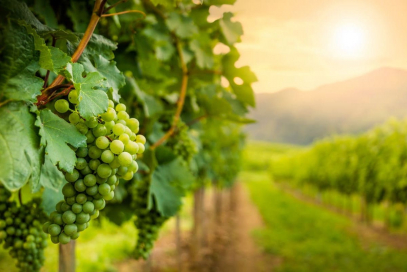 vigneto-viticoltura-vitivinicoltura-vite-uva-by-sergey-fedoskin-adobe-stock-1200x800