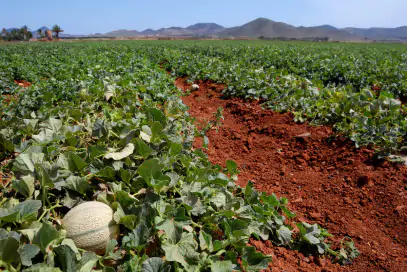 meloni-melone-campo-di-meloni-by-marta-p-milacroft-adobe-stock-1200x800