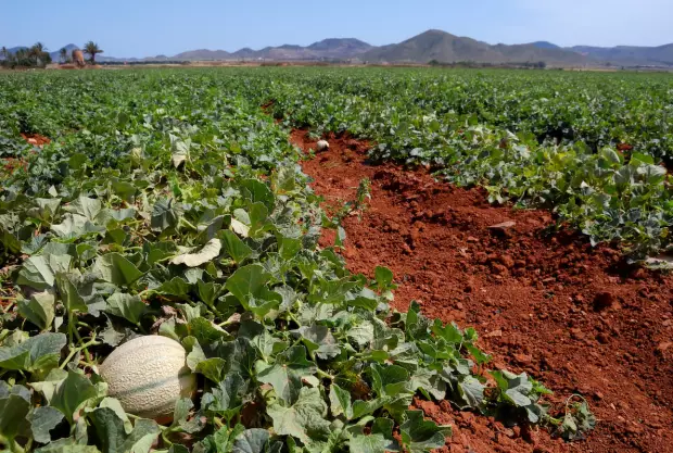 meloni-melone-campo-di-meloni-by-marta-p-milacroft-adobe-stock-1200x800