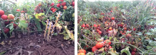 Orodem: il pomodoro da medaglia d’oro