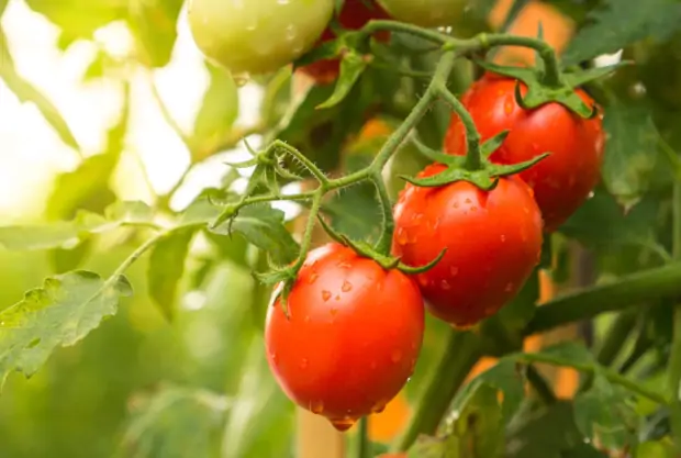 Tomato-Image-